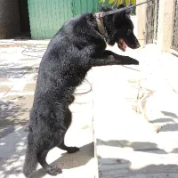 فروش ژرمن مشکی توله بالغ درشت اصیل