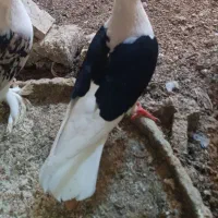 پشت نروماده