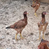 مرغ وخروس لاری|حیوانات مزرعه|اقبالیه, |دیوار