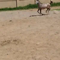 اسب عرب دو سر مصری