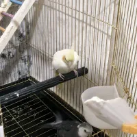 عروس هلندی لوتینو|پرنده|هشتگرد, فاز ۳ مهستان|دیوار