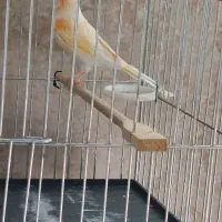 فروش قناری نر زیبا و بلند|پرنده|صحنه, |دیوار