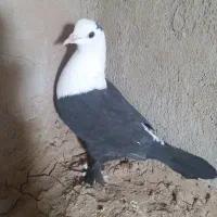 یک جفت کله سفید|پرنده|شهرآباد, |دیوار