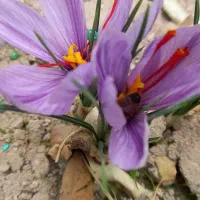 ویلا باغ،۷۵۰متر،سند شش دانگ