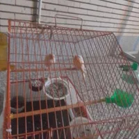 یک جفت قناری جوان|پرنده|رفسنجان, |دیوار