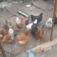تخمه مرغ نتفه دار