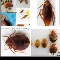 سمپاشی سوسک ساس وحشرات موذی 100٪تضمینی