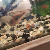 ماهی گوپی و سوارتل|ماهی|تربت‌حیدریه, قائم|دیوار