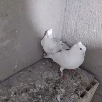 کفتر|پرنده|تبریز, |دیوار