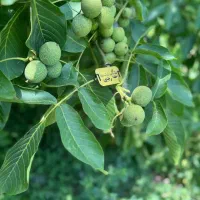 فروش درخت گردو جمال دیرگل و پربار