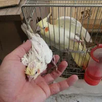 عروس هلندی با تخم|پرنده|شهرضا, |دیوار