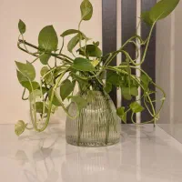 گلدان دکوری شیشه ای حاوی پتوس رونده ئ شاداب|گل و گیاه طبیعی|تهران, نارمک|دیوار