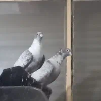 کفتر موشی نقره ای عاص