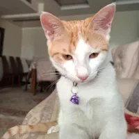 گربه بسیار ملوس