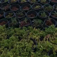 نظافت خونه وراپله