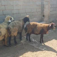 میش داشتی