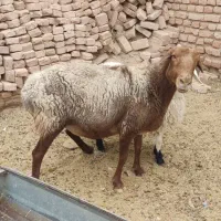 دو عدد میش چینی