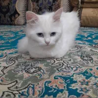 گربه فروشی