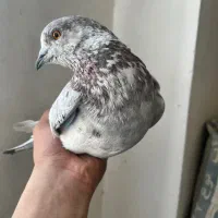 کبوتر