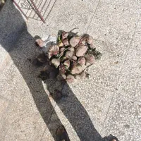 لبو ارگانیک درجه 1