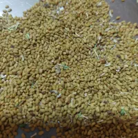 بذر یونجه بغدادی درجه یک