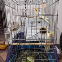 عروس هلندی باتخم و قفس