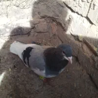 کبوتر|پرنده|اسفراین, |دیوار