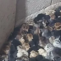 جوجه گردن ریت وکاکلی و محلی ساده اصل اصل