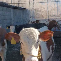 6راس عروسک سیمینتال|حیوانات مزرعه|آزادشهر, |دیوار