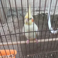 عروس هلندی زیبا