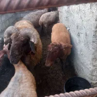 گوسفند داشتی