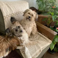 یورکشایر|سگ|تهران, صاحبقرانیه|دیوار