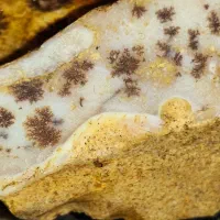 سنگ فسیل|کلکسیون اشیاء عتیقه|حنا, |دیوار