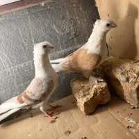 یک جفت کفتر دوکت مهر