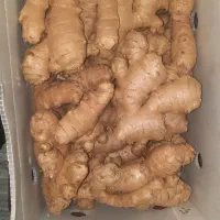 زنجبیل۵کیلویی چینی علمداری عمده