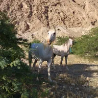 اسب|اسب و تجهیزات اسب‌سواری|خورموج, |دیوار