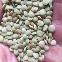 عدس تمیز|خوردنی و آشامیدنی|مشگین شهر, |دیوار