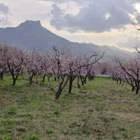 هرس درخت میوه|خدمات باغبانی و درختکاری|قره چای, |دیوار