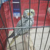عروس هلندی نر ۳ ماهه