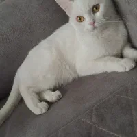 گربه