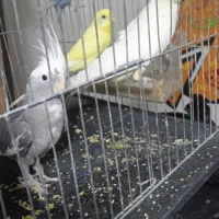 عروس هلندی|پرنده|سبزوار, امام خمینی (ناوی)|دیوار