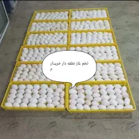 تخم غاز نطفه دار