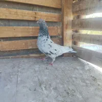 کبوتر|پرنده|بم, |دیوار