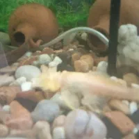 کت پوزه بوته ای آلبینو ..نر رو ماده..چشم قرمز