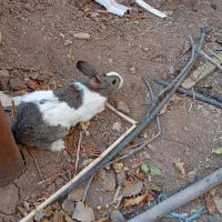 ۳ عدد خرگوش نر|موش و خرگوش|کرمانشاه, |دیوار