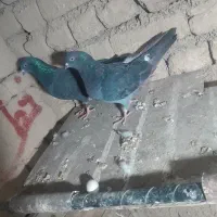 جفت کفتر ذاغ