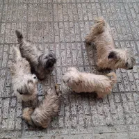 فروش یک مادروسه توله شیتزوتی ری دی