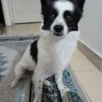 سگ پامر 6 ماهه