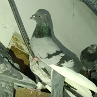 فروش کبوتر پرشی|پرنده|زرندیه, |دیوار