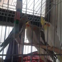 عروس هلندی